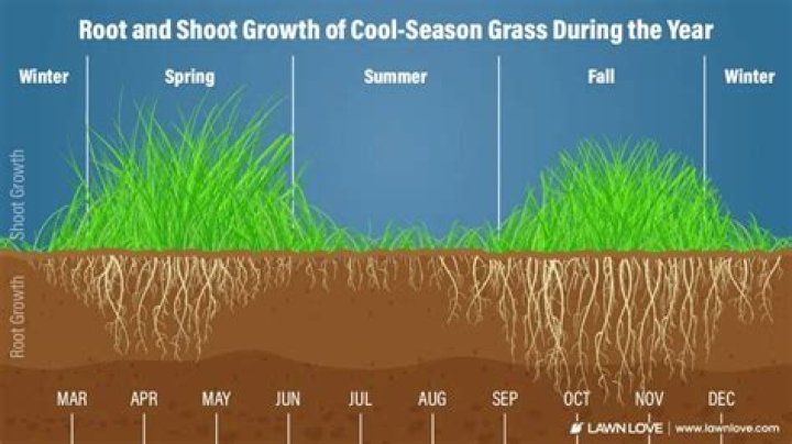 What Colour is grass in the winter?