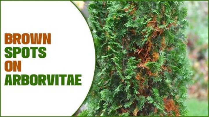 What do I do if my arborvitae turns brown?