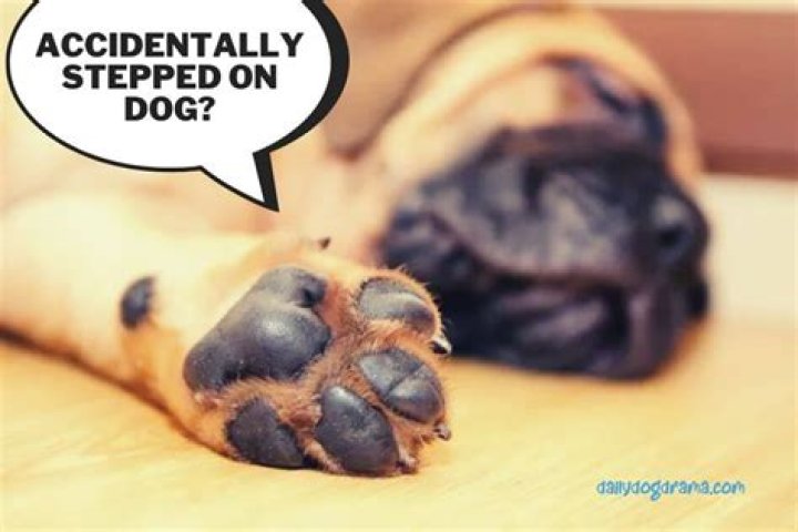 What do you do after stepping on a dog accidentally?