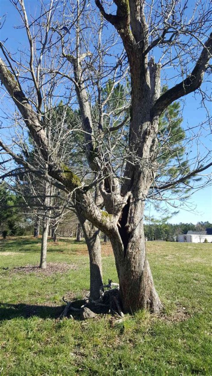 What do you do when a tree is half dead?