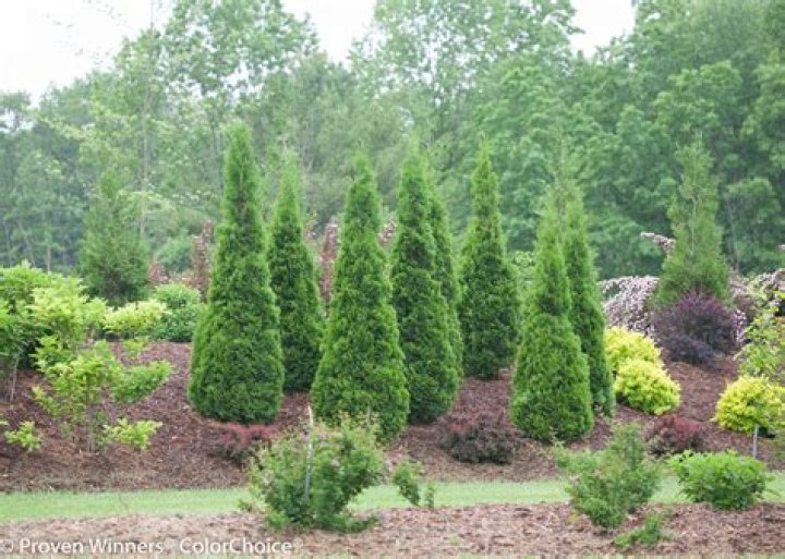What do you do with arborvitae in the winter?