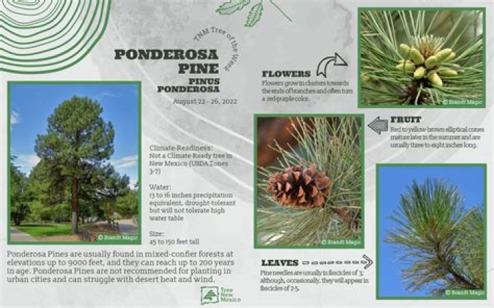 What do you do with ponderosa pine needles?