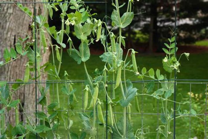 What do you do with snow pea plants after harvest?