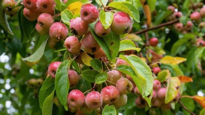 What does a crab apple tree symbolize?