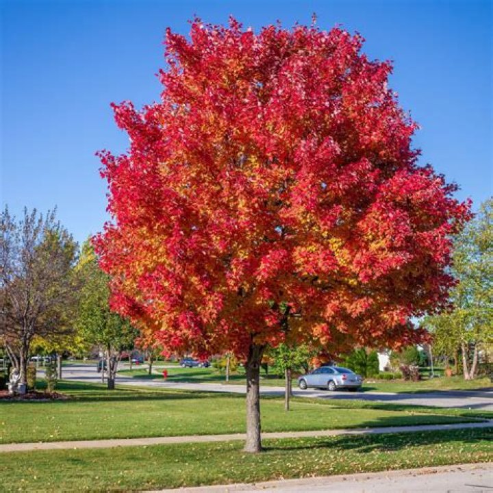 What does a Crimson King Maple look like in the fall?