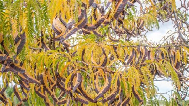 What does a sunburst locust look like?