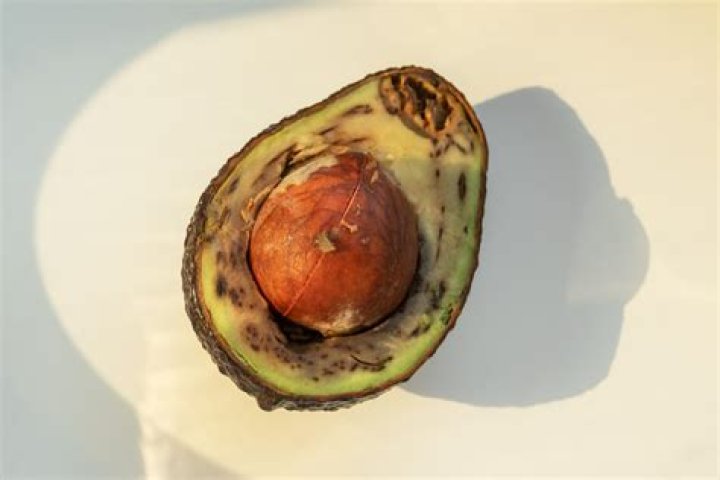 What does avocado fungus look like?
