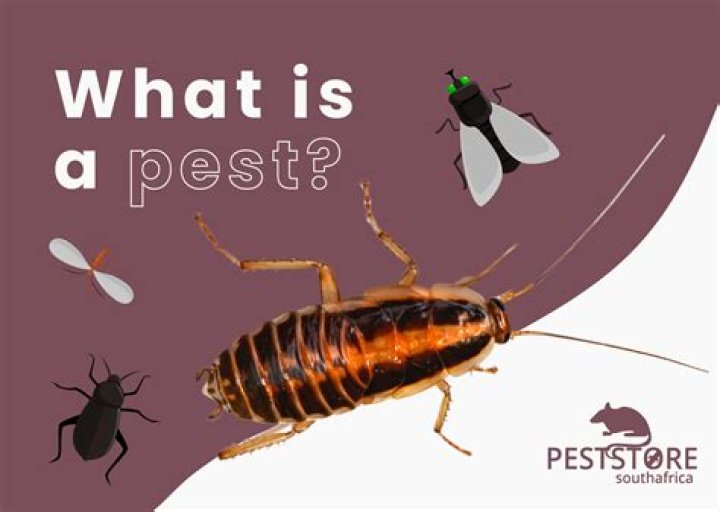 What does being a pest mean?
