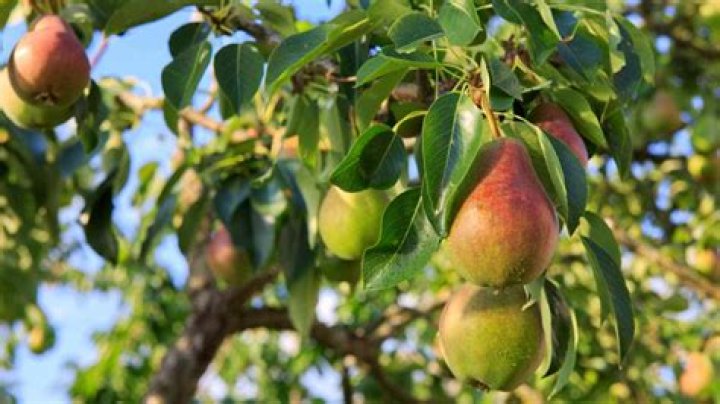What does fungus look like on a pear tree?