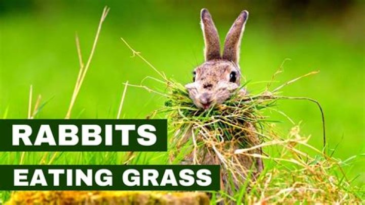 What does grass do for rabbits?