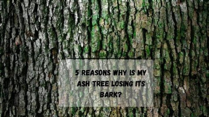 What does it mean when a tree starts losing its bark?