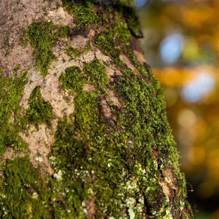 What does lichen on trees mean?