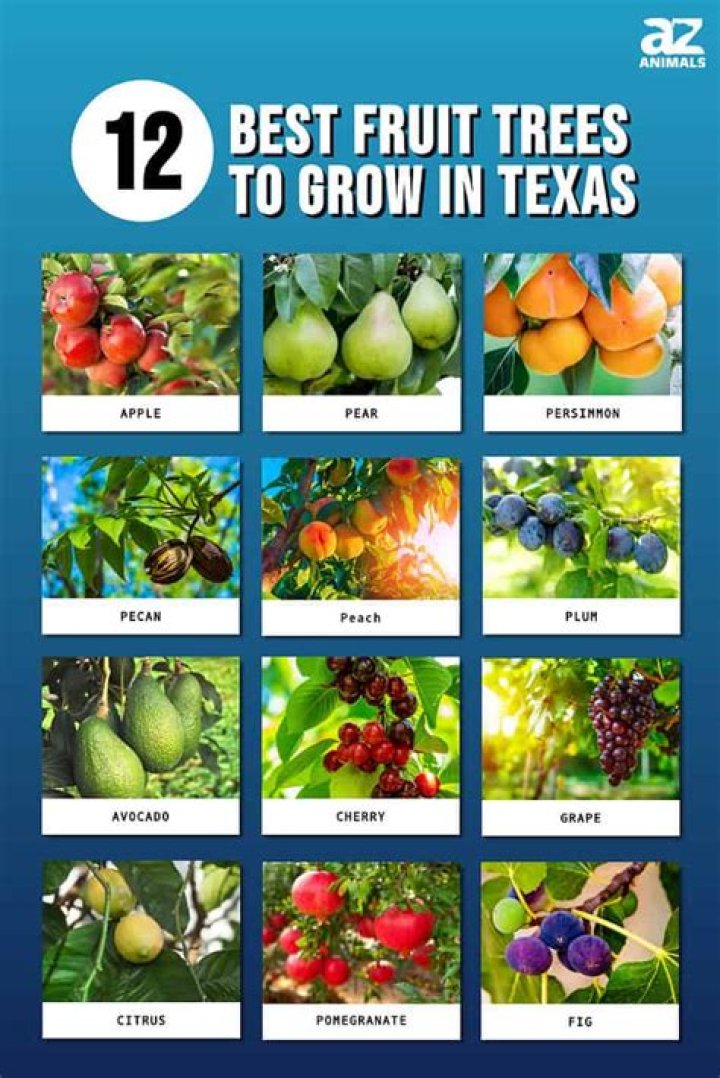 What fruit trees grow well in the South?