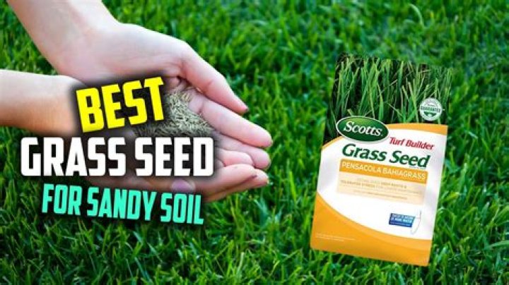 What grass seed grows the best?