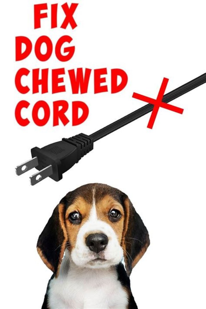 What happens if a dog chewed a cord?