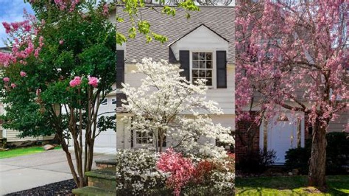 What happens if a tree is too close to your house?