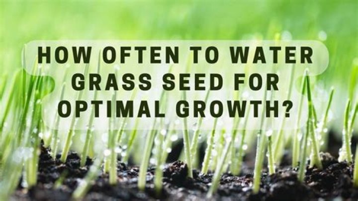 What happens if grass gets too much water?