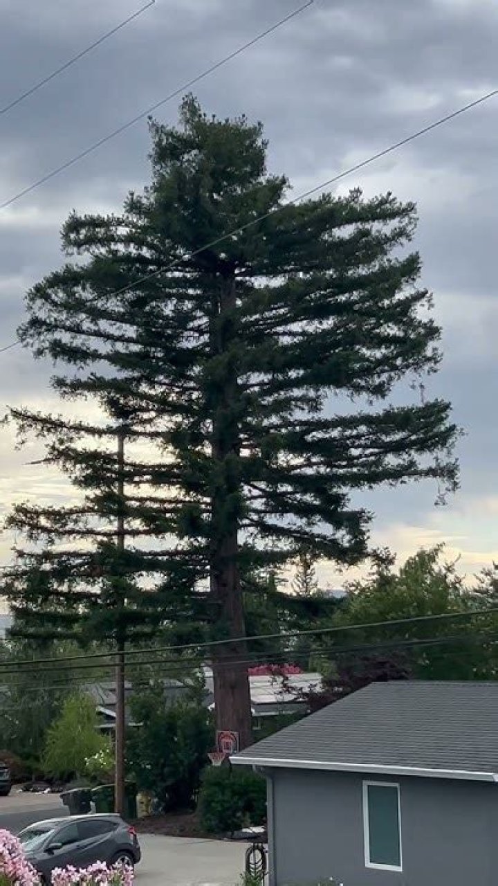What happens if you top a redwood tree?