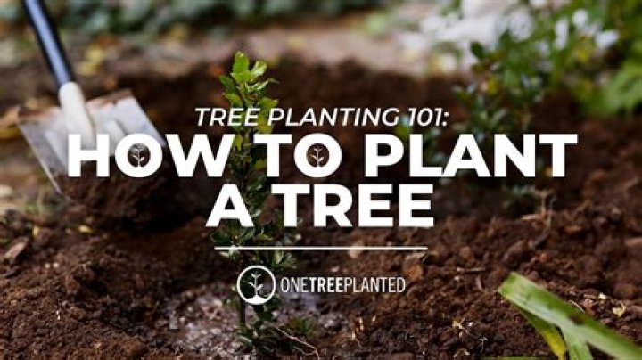 What happens when you plant trees close together?