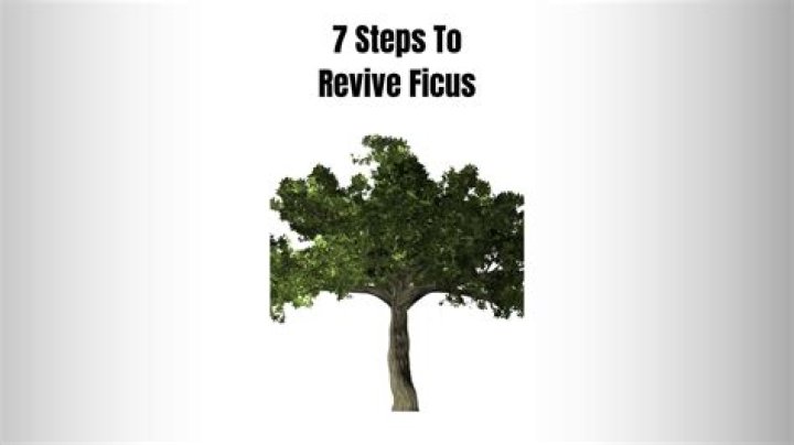 What helps a sick ficus tree?