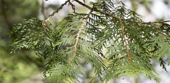 What helps cedar trees to grow?