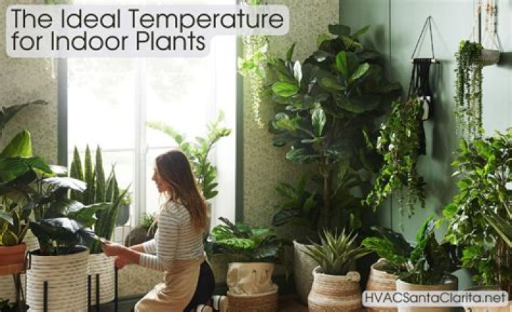What is a good temperature for indoor plants?