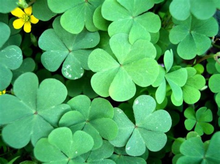 What is a true clover?