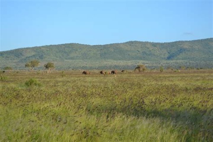 What is bermuda grass in the savanna?