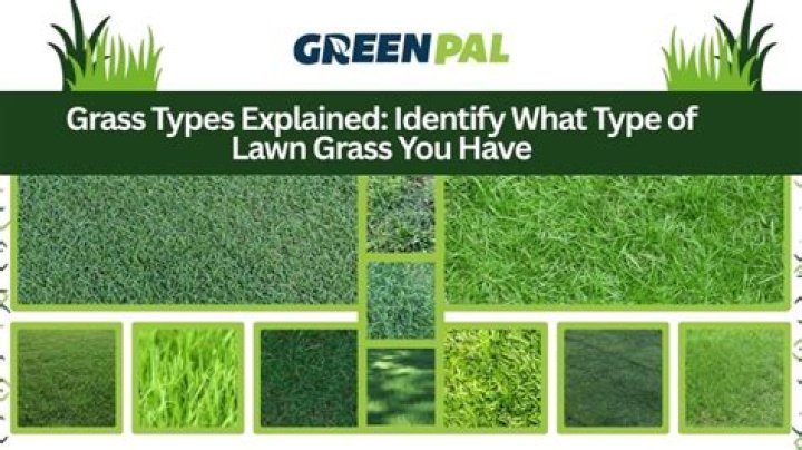 What is conserved grass?
