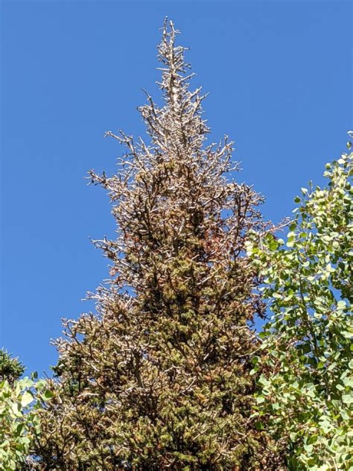 What is killing my blue spruce?