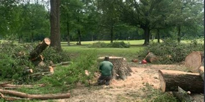 What is killing my elm trees?