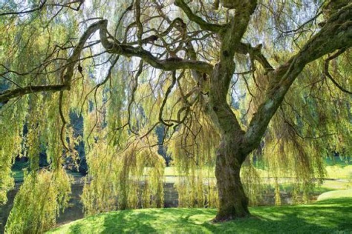 What is special about willow trees?