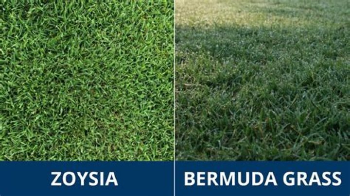 What is the benefits of Bermuda grass?