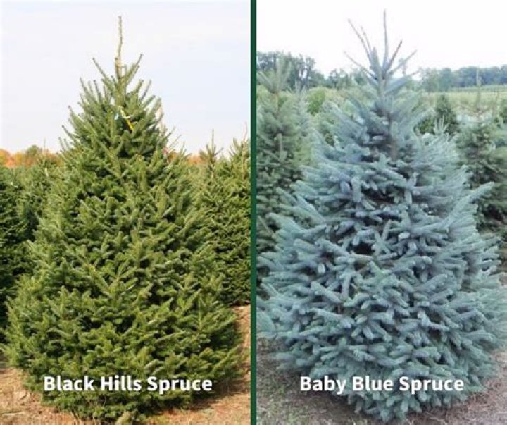 What is the best blue spruce?