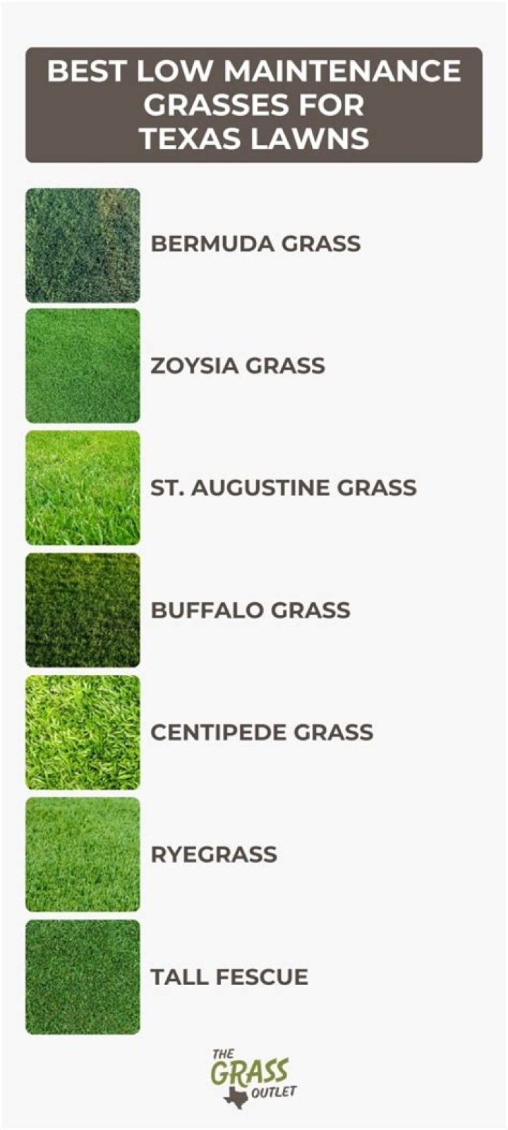 What is the best grass for low-maintenance?