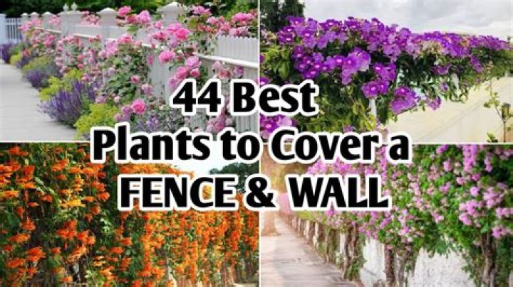What is the best plant to use as a fence?