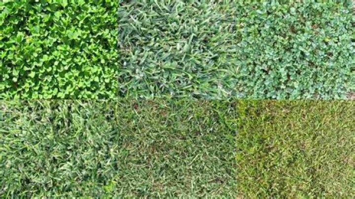 What is the best type of grass for a lawn?
