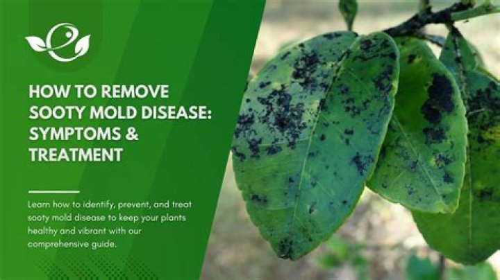 What is the best way to control sooty mould disease?