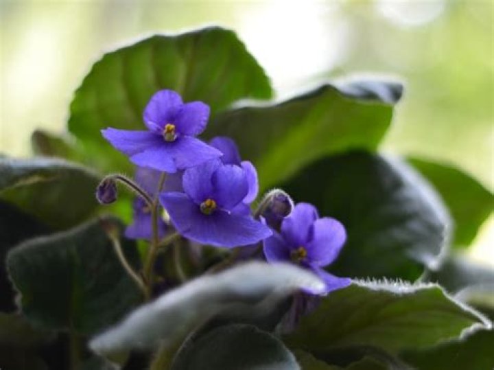 What is the best way to water African violets?