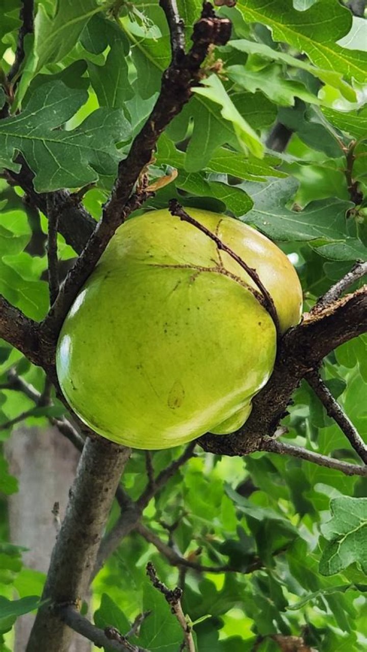 What is the black stuff on my oak tree?