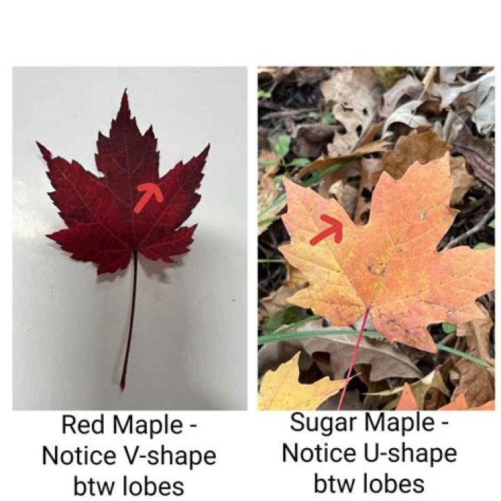 What is the difference between sugar maple and red maple?