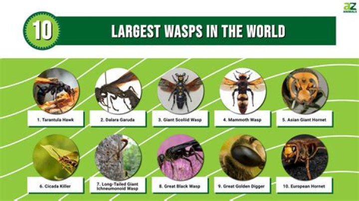 What is the largest species of grass?