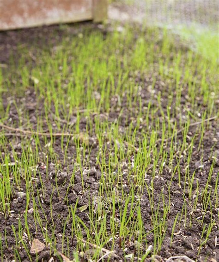 What is the latest time to sow grass seed?