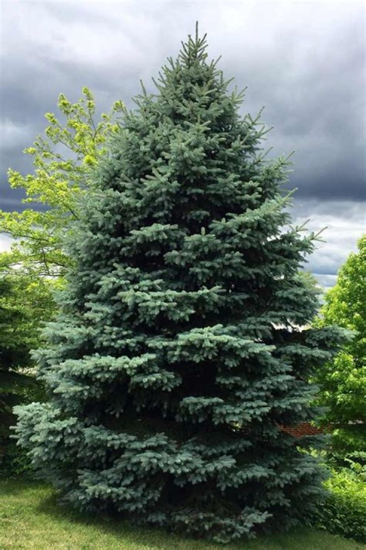 What is the life expectancy of a Colorado blue spruce tree?