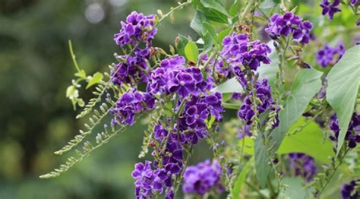 What is the name of the bush that has purple flowers?