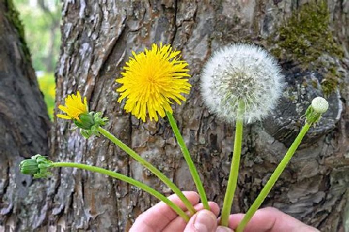 What is the safest way to get rid of dandelions?