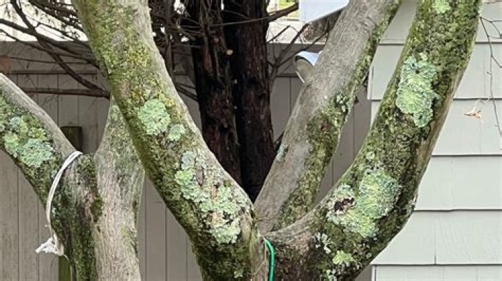 What is the stuff that comes out of trees?