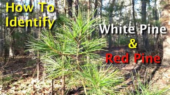 What is the value of a white pine tree?