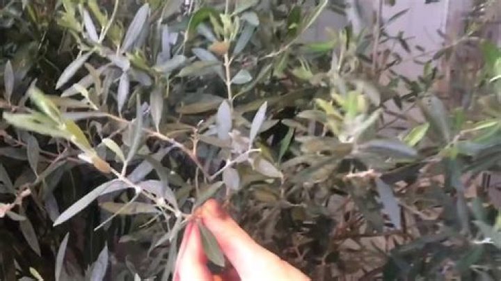 What is the white fluffy stuff on my olive tree?