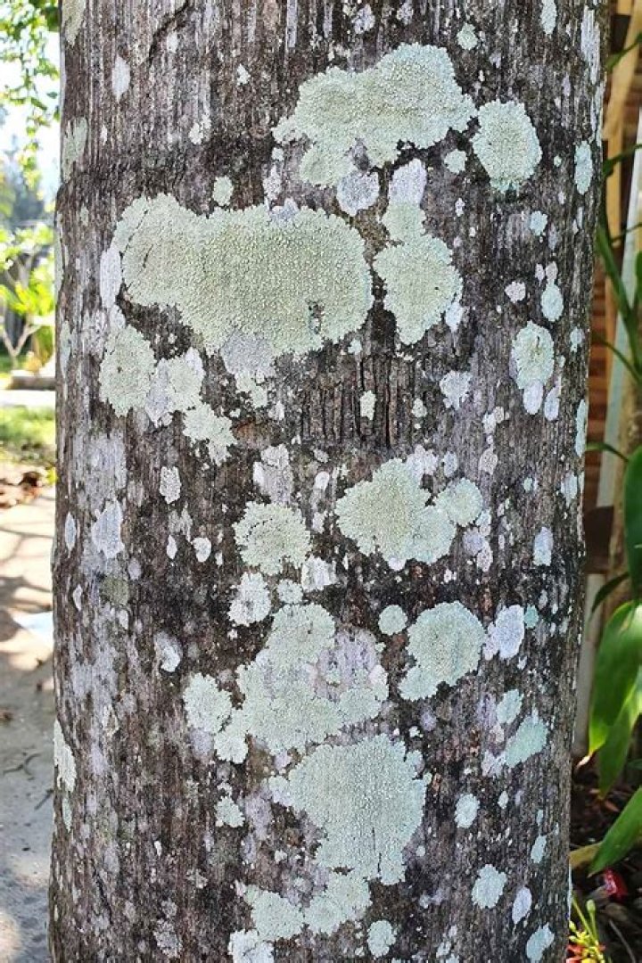 What is the white stuff on my maple tree?